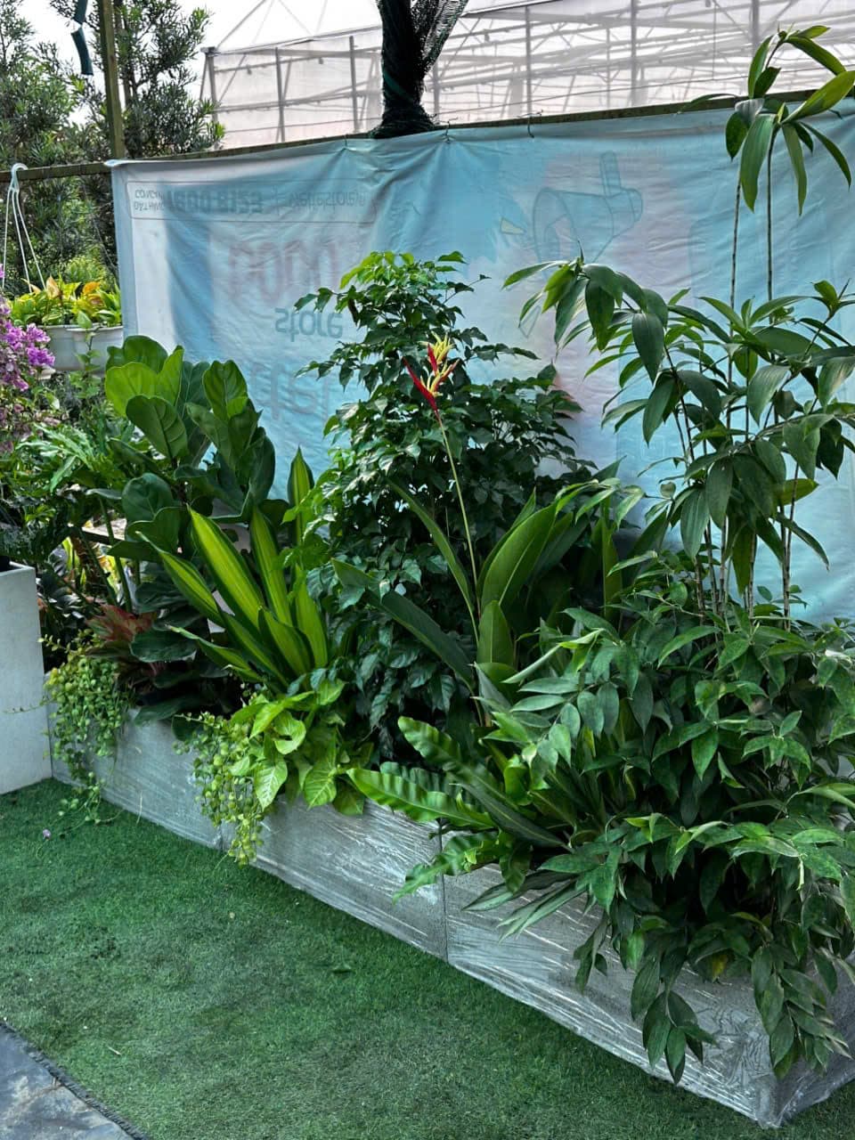 Cây Ngân Hậu - 0