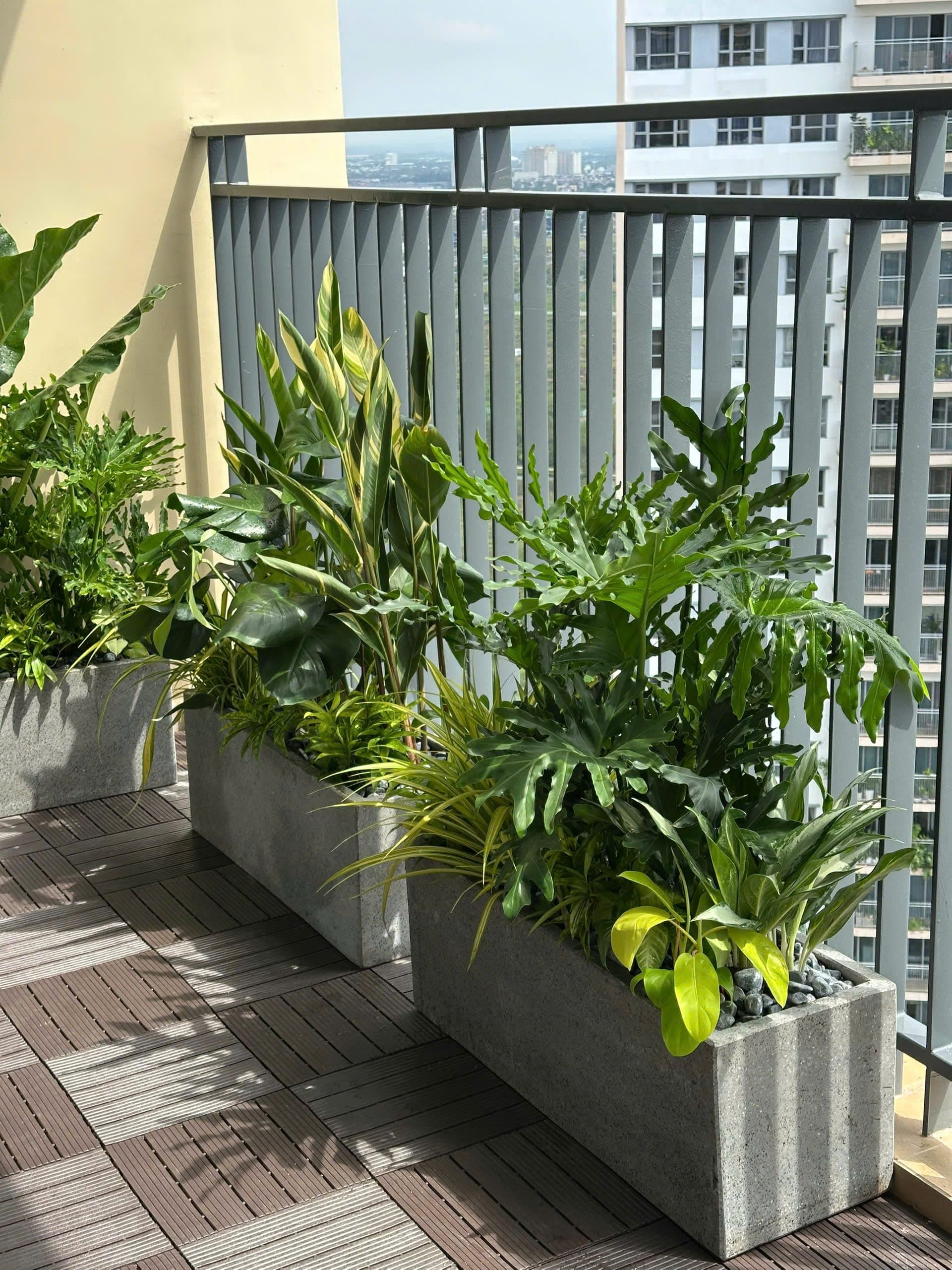 Ảnh dịch vụ cây cảnh
