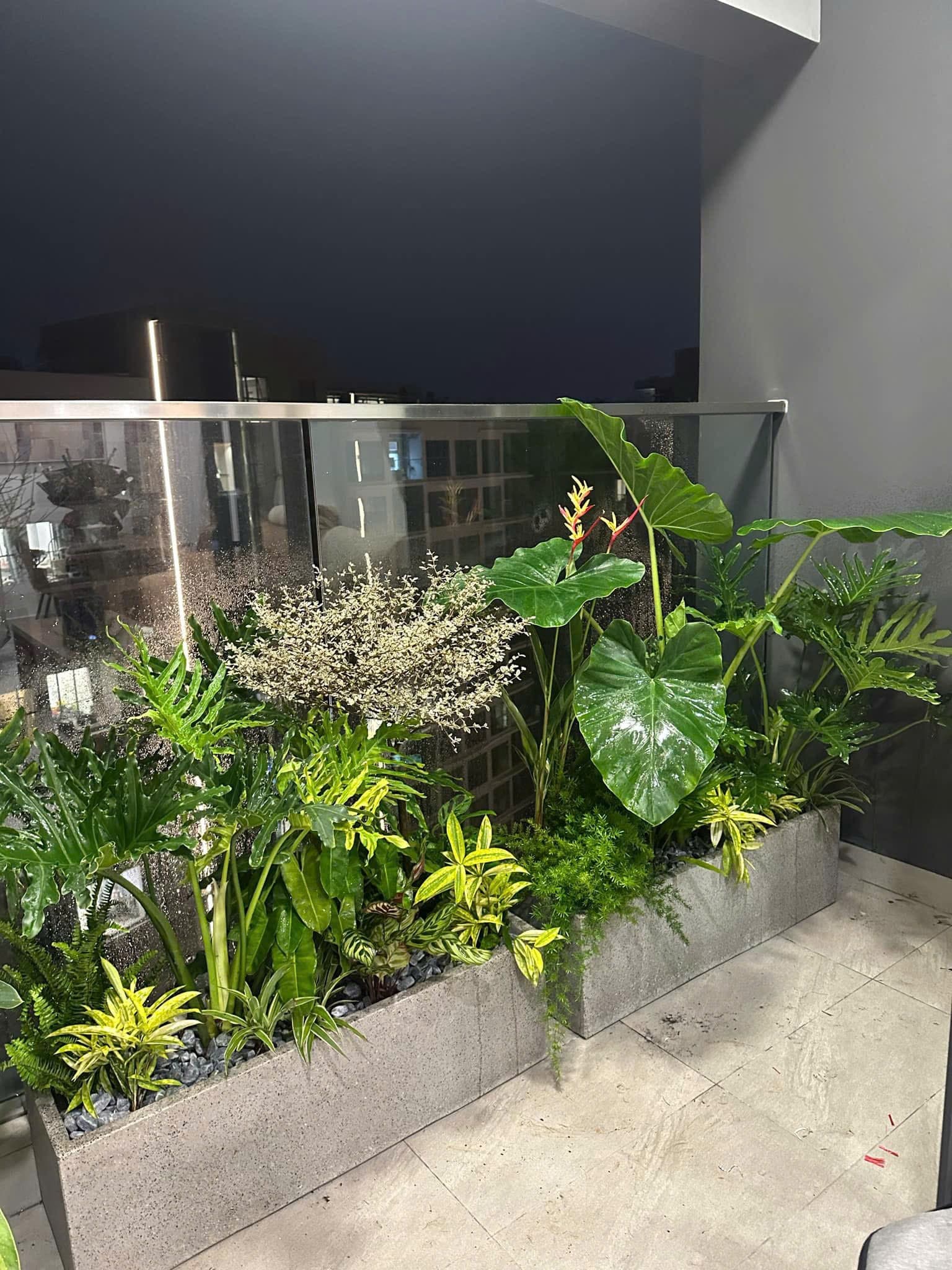 Ảnh dịch vụ cây cảnh