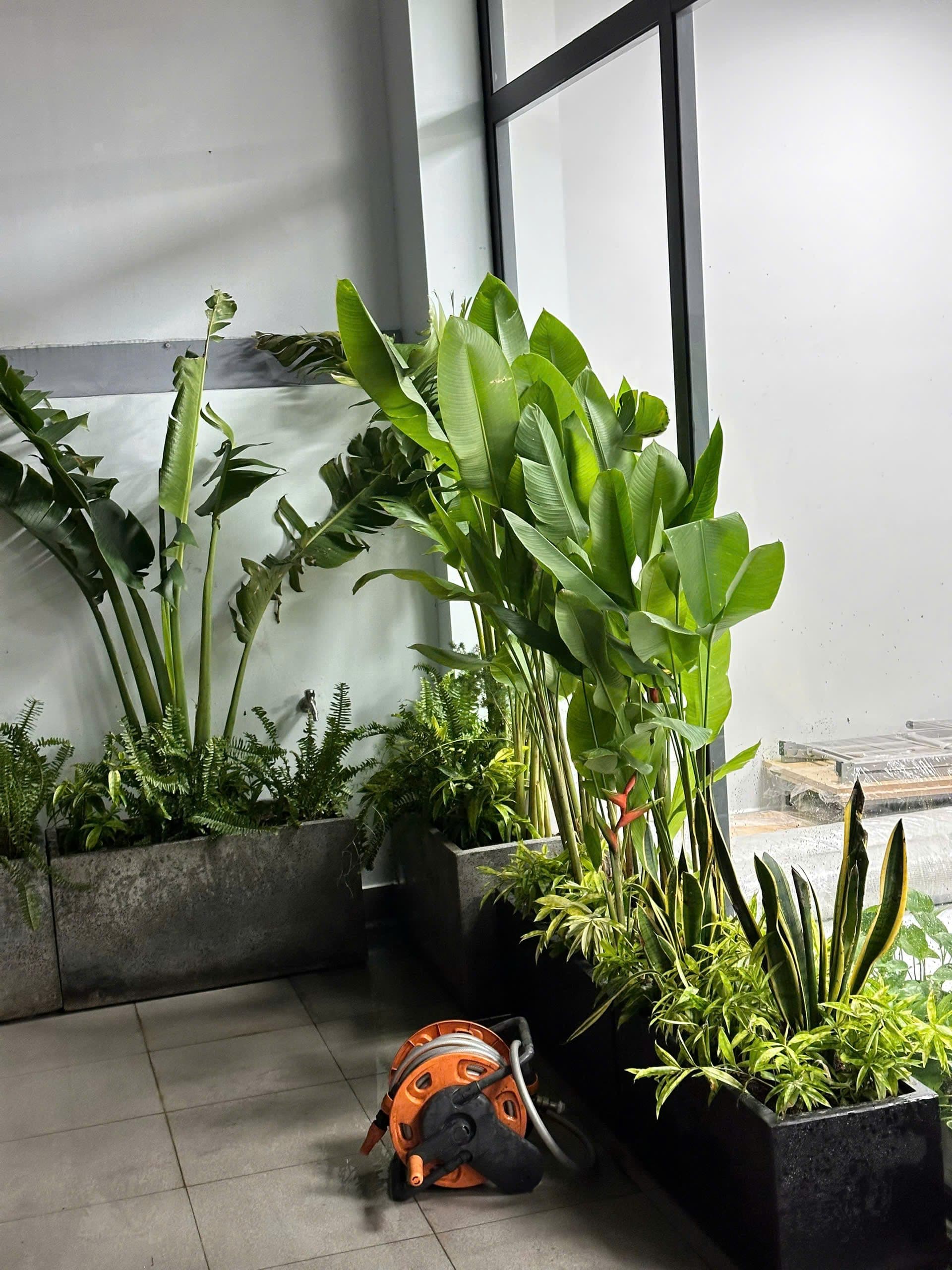 Cách chăm sóc cây trồng trong nhà không cần ánh sáng mạnh.