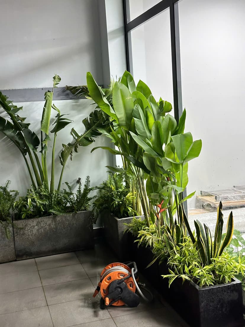 Cách chăm sóc cây trồng trong nhà không cần ánh sáng mạnh.