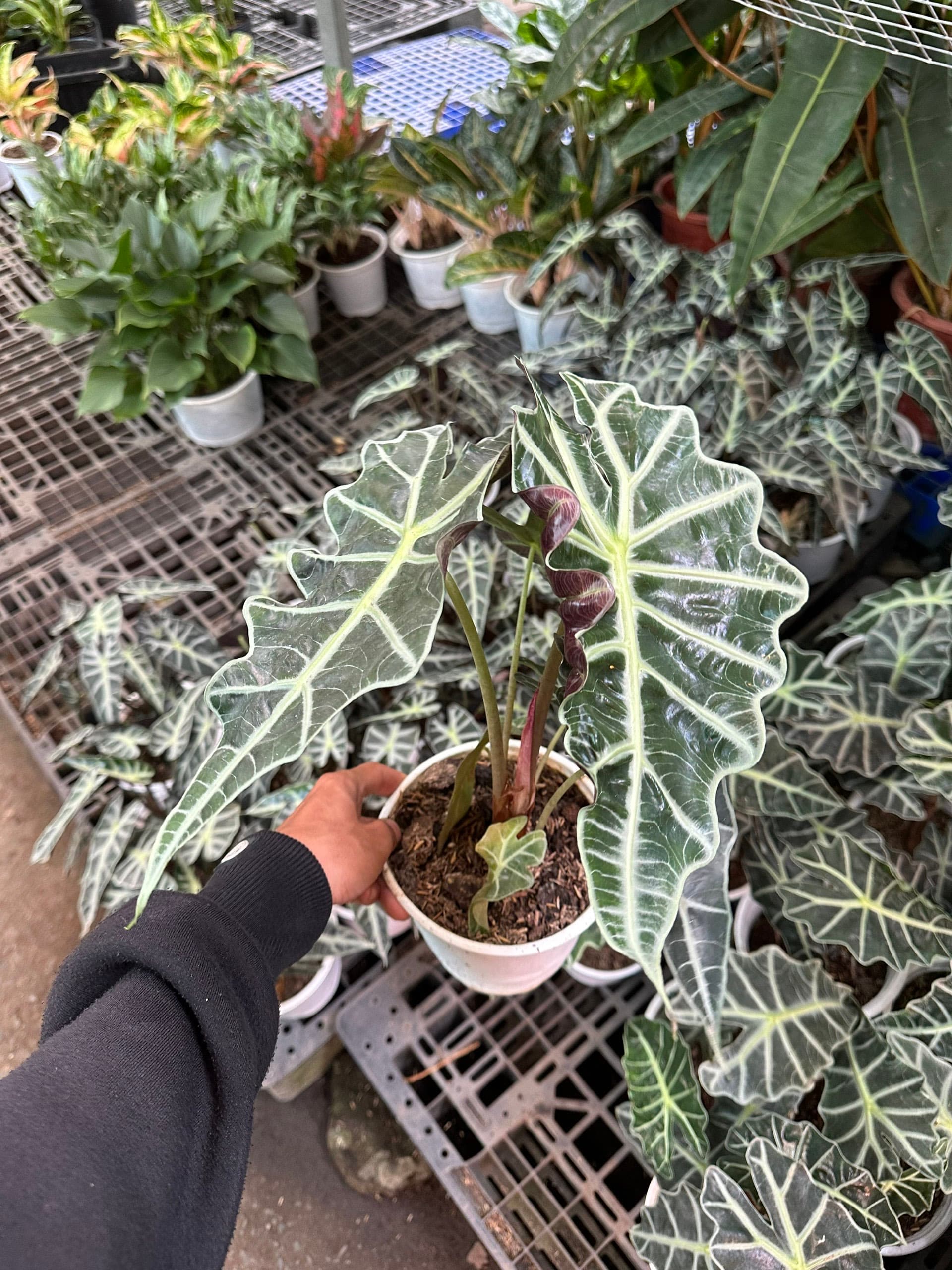 Bón Phân Cho Cây Cảnh Đúng Cách – Đừng Để “Lợi Bất Cập Hại”