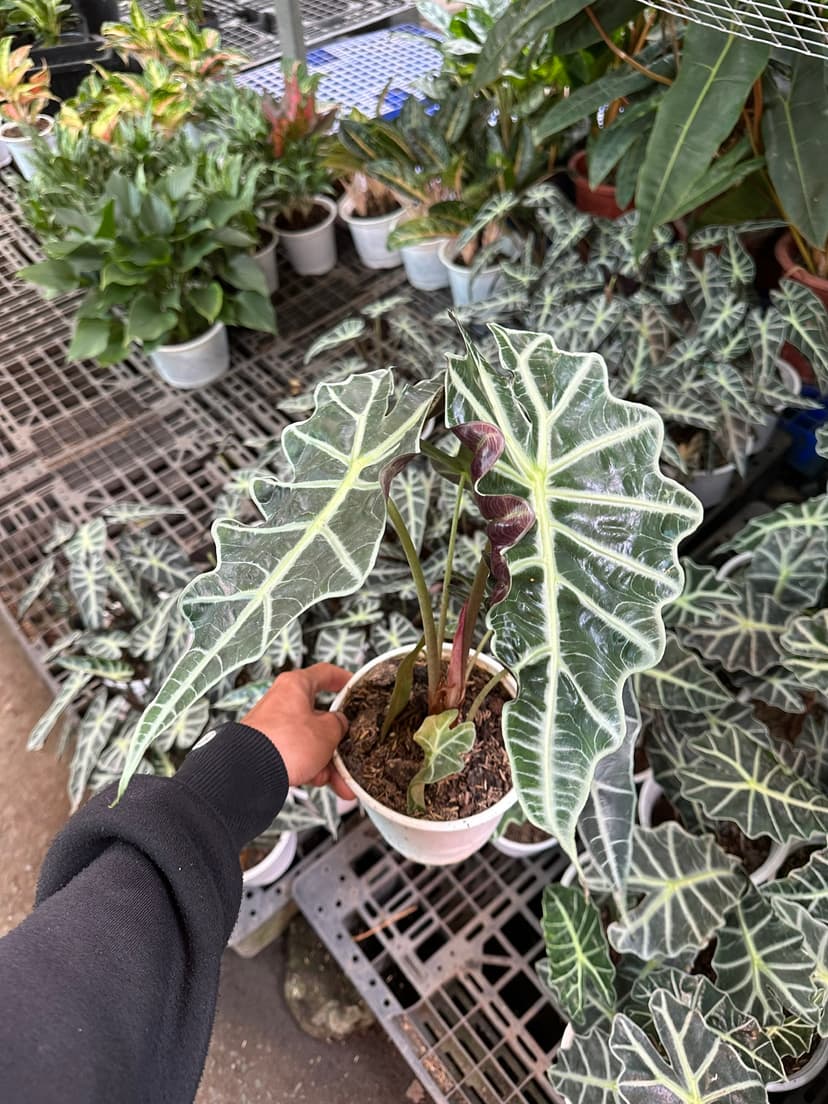 Bón Phân Cho Cây Cảnh Đúng Cách – Đừng Để “Lợi Bất Cập Hại”