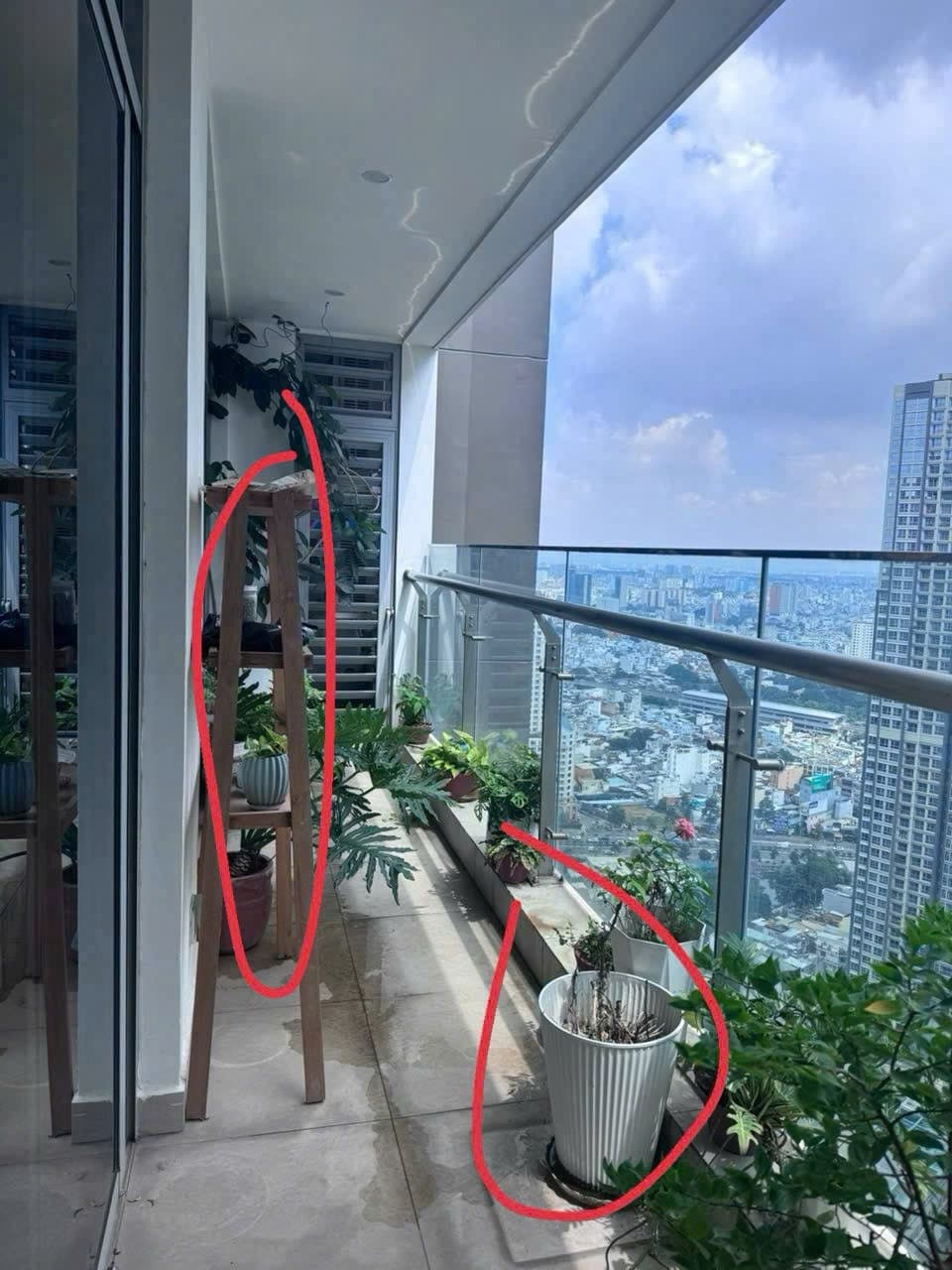 Ban công nhỏ vẫn xanh mát: Gợi ý 5 loại cây siêu dễ trồng